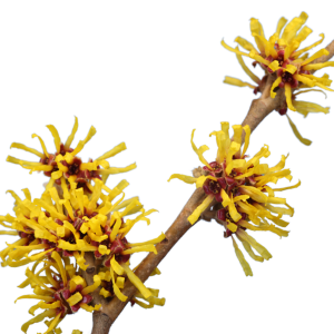 hamamelis virginiana