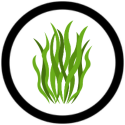 Spiruline