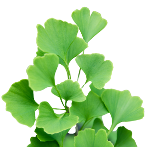 Ginkgo