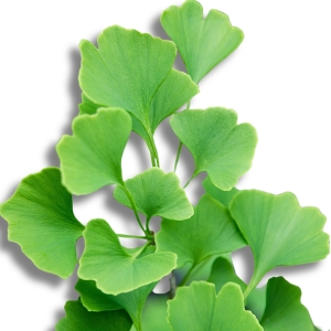 Ginkgo biloba - plante