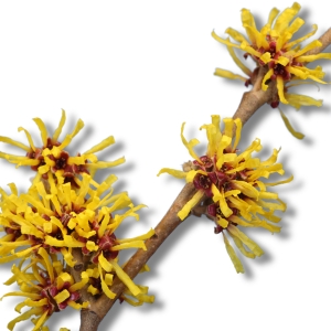 Image illustrant l'hamamelis