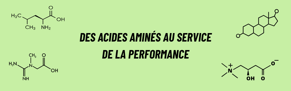 Acides aminés