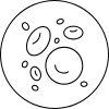 Santé vasculaire et circulation sanguine